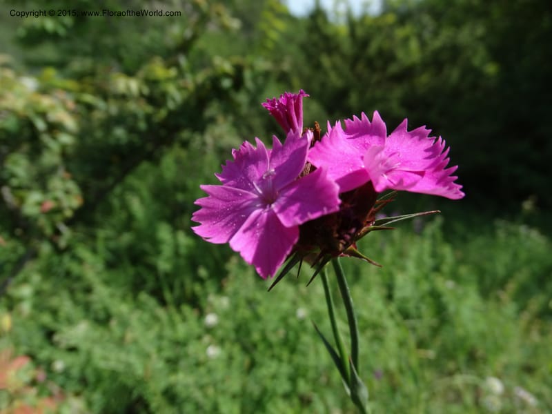 Dianthus subulosus, Davidson, C 12451--Georgia (Caucasus). Shio Mgvime. 7 Jun 2014. DSC07779 (326).JPG
