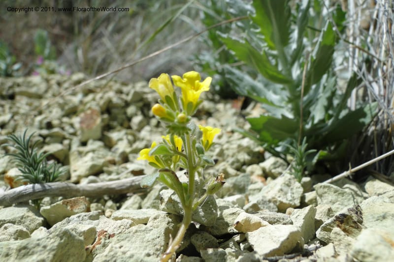 Phacelia lutea var. lutea, C. Davidson 11856--Oregon. Malheur Co. Leslie Gulch. 30 June 2011. 284.jpg