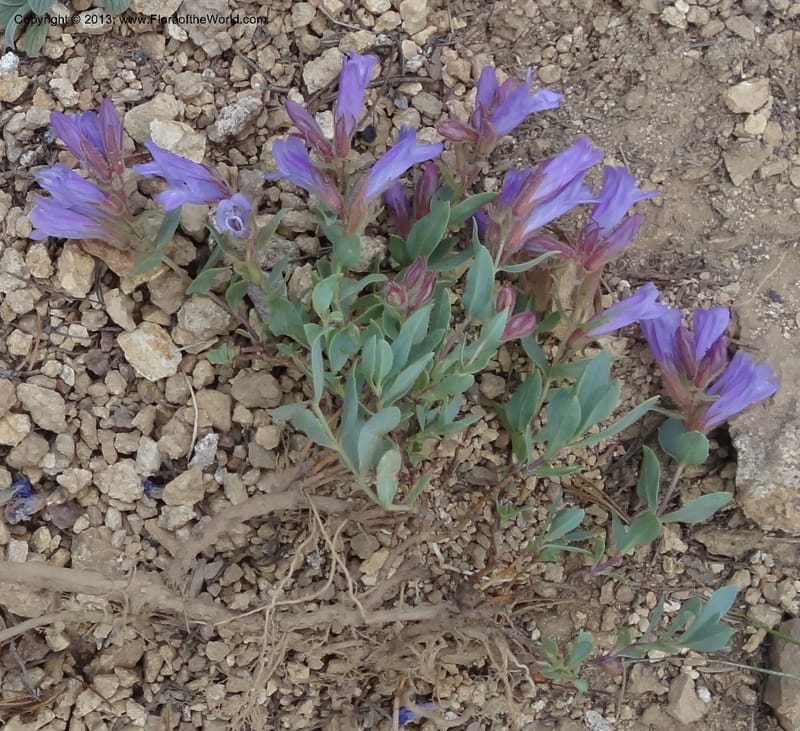 Penstemon montanus. Davidson, C #12080--ID, Valley Co., Elk Summit, 7 Aug 2012 DSC00651 (2).JPG