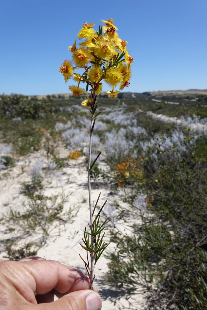 Verticordia nobilis, Davidson, C 13427--Australia. W.A. Green Head-Coorow Rd. Stop 2. 24 Oct 2016. DSC04873 (119).JPG