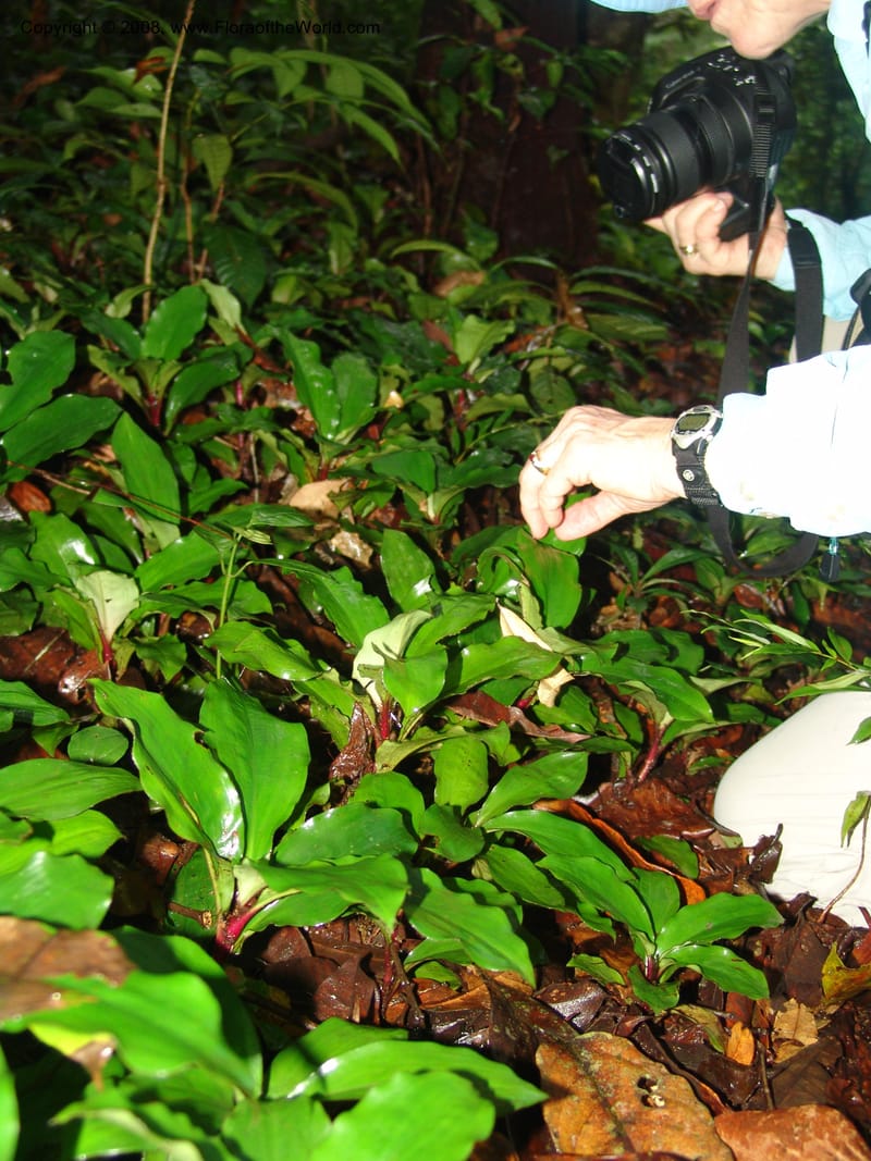 Palisota, MLeal1032--Gabon. Prov. Estuaire. Mondah For., Cap. Esterias. 11 Apr 06. 095.jpg