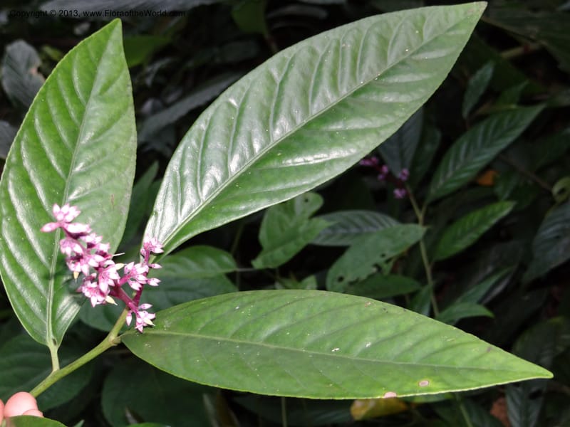Ardisia, VC 5619--Thailand. Surat Thani Prov. Khlong Phanom Nat. Park. 15 Nov 2012. DSC09389 (262).JPG