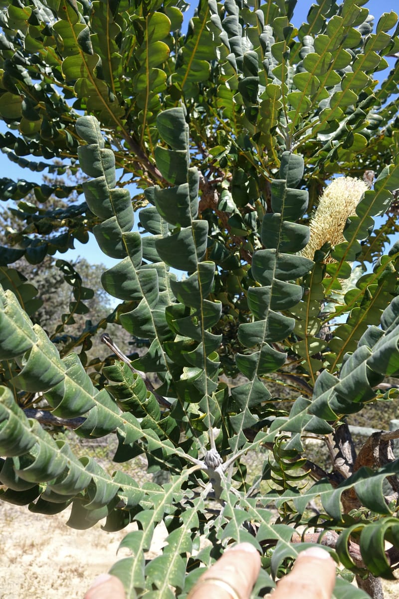 Banksia grandis, Not collected--Australia. W.A. Koondoola Bushland. 22 Oct 2016. DSC03457 (274).JPG