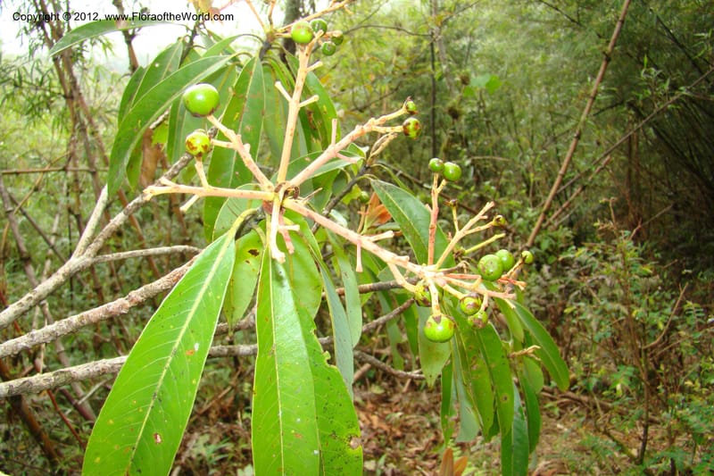 Machilus, Regalado 1630--Viet Nam. Lao Cai Prov. Sa Pa Distr. 2 km NW Thac Bac. 5 Apr 09 051.jpg