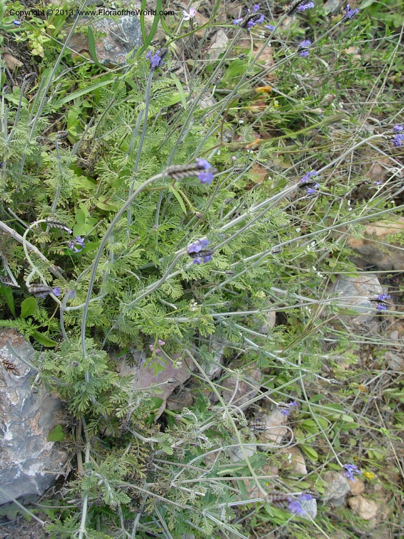 Lavandula multifida--Spain. Andalucia. E of Orgiva. Barranco de los Lobos.  (155).jpg