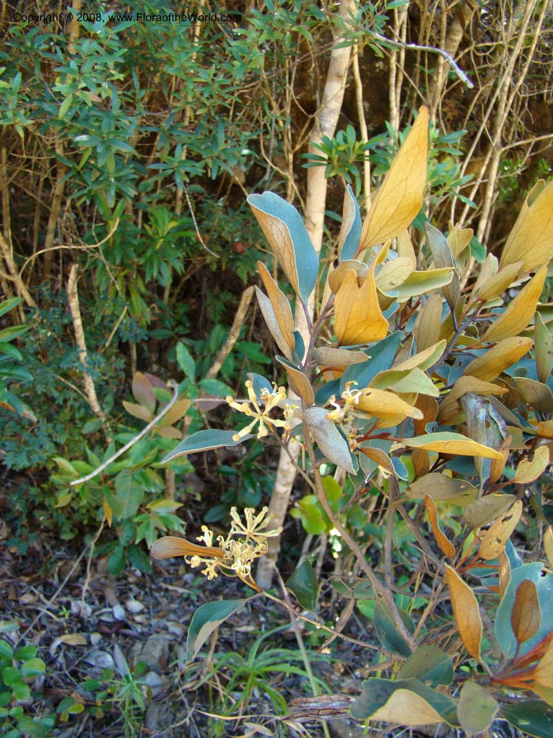 Stenocarpus tremuloides, JMunzinger4663--N.Caled. Dumbea Dam, Dumbea Riv. 11 Nov 07. 166.jpg