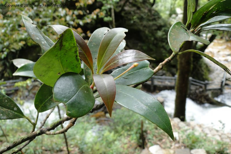 Illicium, Regalado 1787--Viet Nam. Ban Khoang Commune. 4 May 2011. 278 (1).jpg