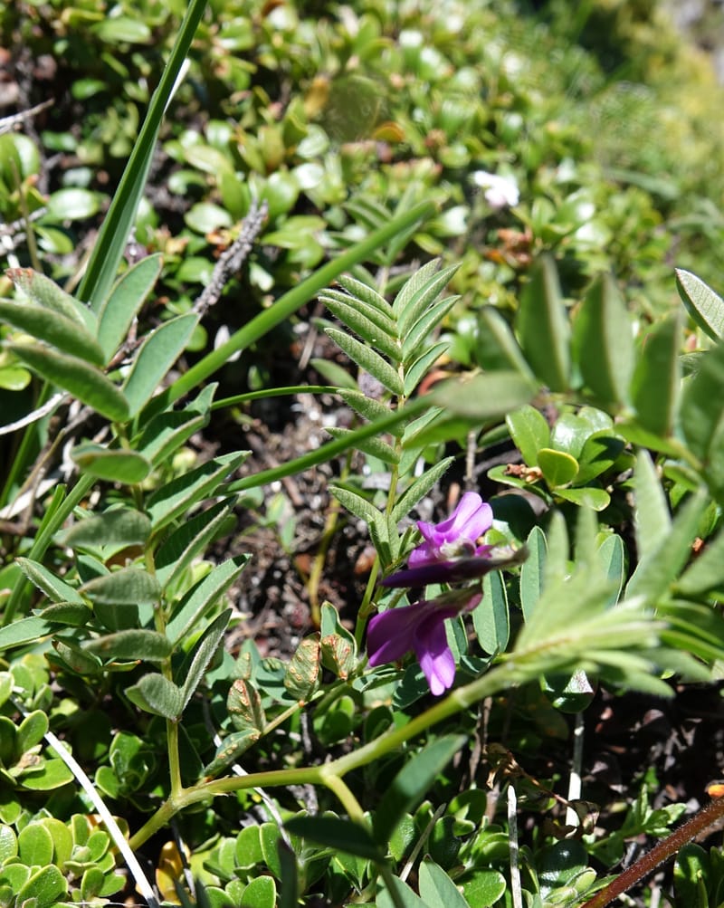 Hedysarum hedysaroides, Davidson, C 13308--Switzerland. Les Violettes. 4 Jul 2016. DSC09126 (69).JPG