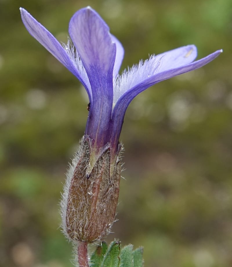 Cyananthus incanus, D. Boufford 44022--China. Sichuan. Daocheng Xian. 14 Aug 2017. DSC05676 (220).JPG