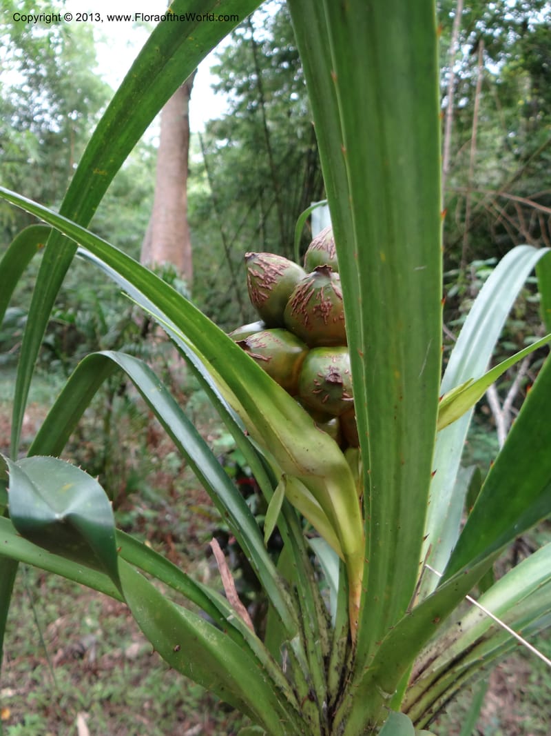 Pandanus calcis, Callmander 1048--Thailand. Prachuap Khiri Khan Prov. Ma Rong Cave. 13 Nov 2012. DSC08906 (93).JPG