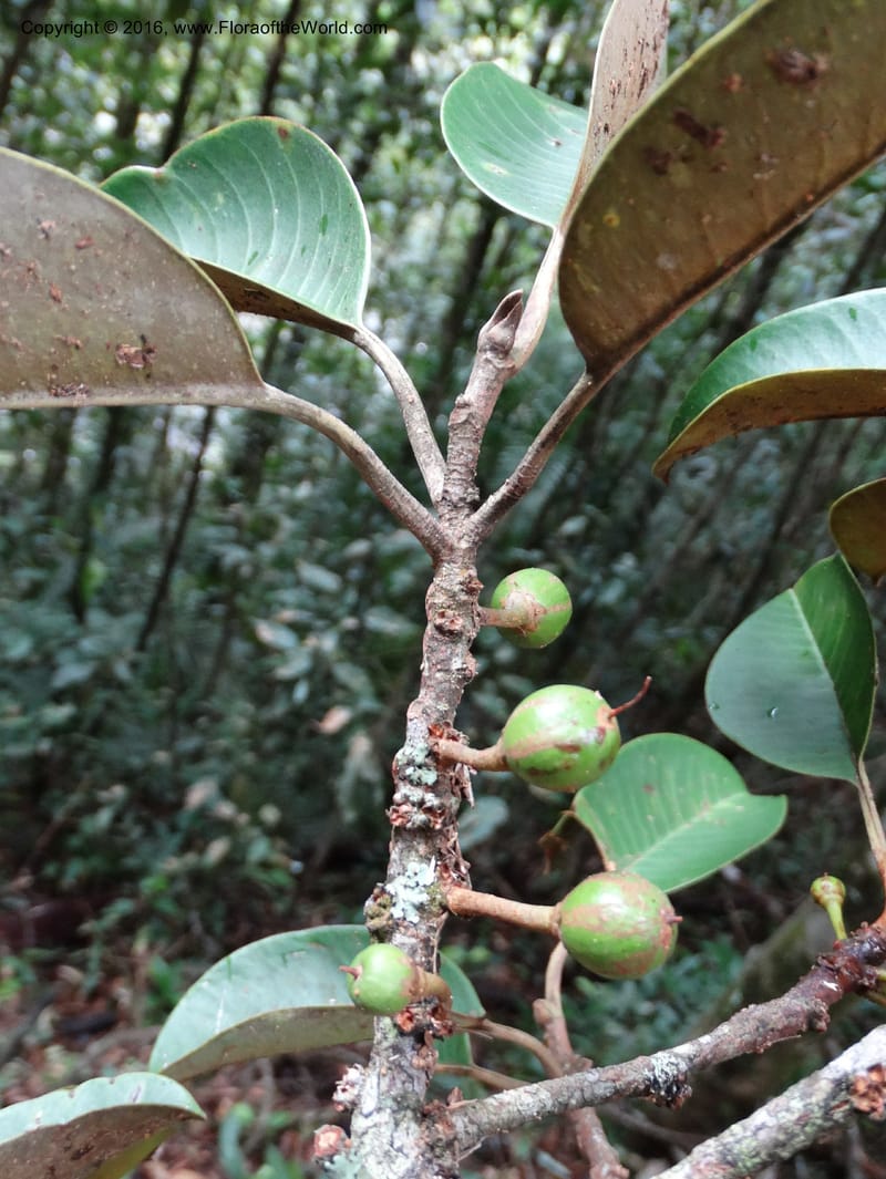 Palaquium, Davidson, C 12740--Sabah. Mt. Kinabalu. Bundu Tuhan Trail. 11 Oct 2014. DSC04153 (139).JPG