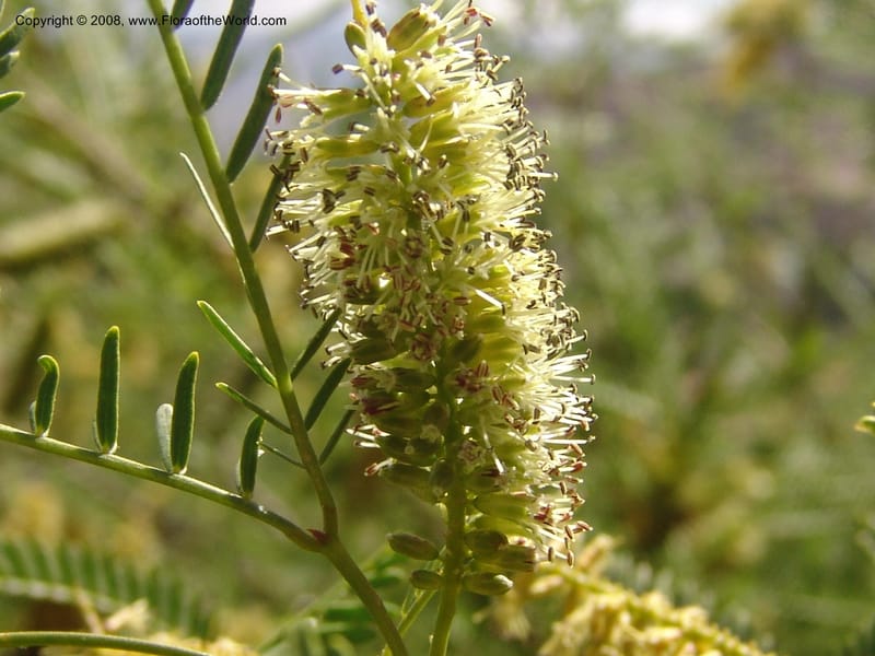 Prosopis flexuosa cf--Bolivia. La Paz. Send. Aguila. 4 Dec 04. 120.jpg