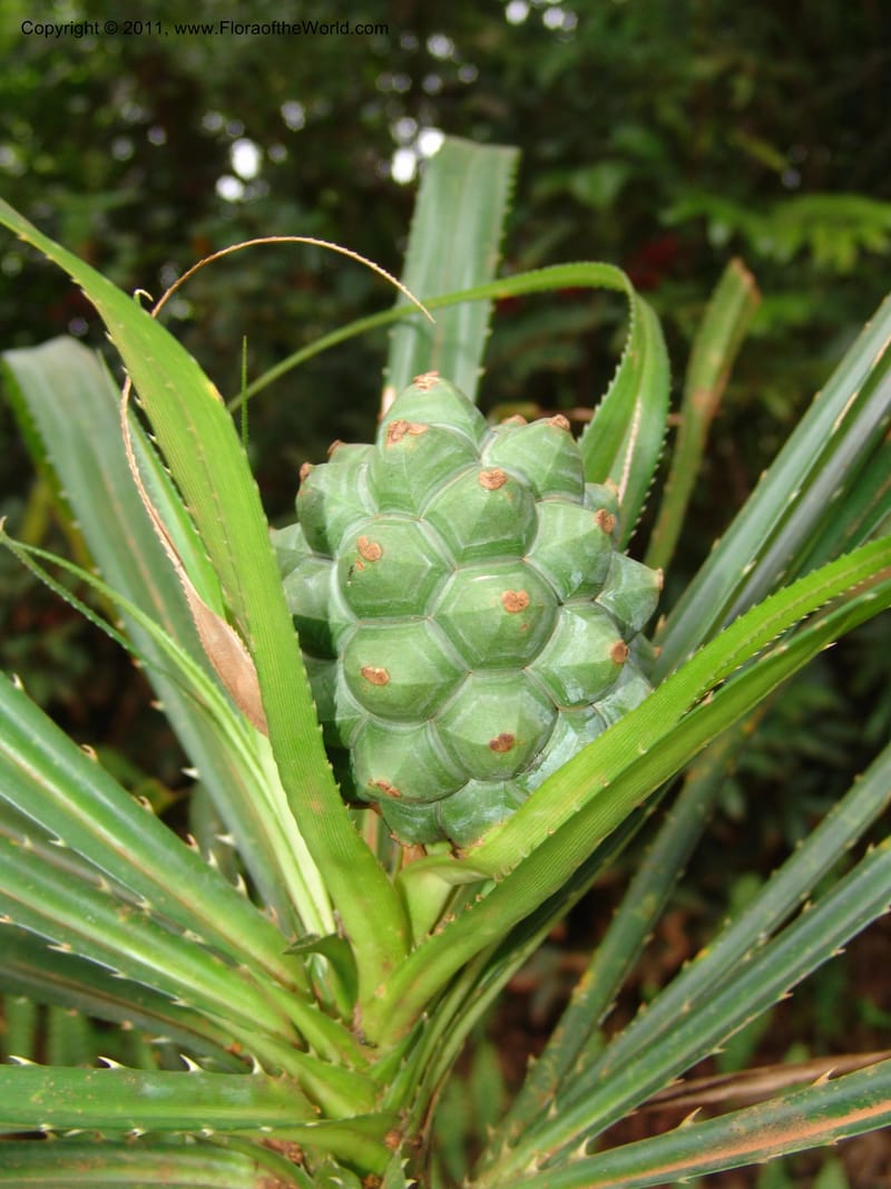 Pandanus latistigmaticus, ROR1575--Madag. Parc Nat. Montagne d'Ambre. 10 Nov 06. 097 (2).jpg