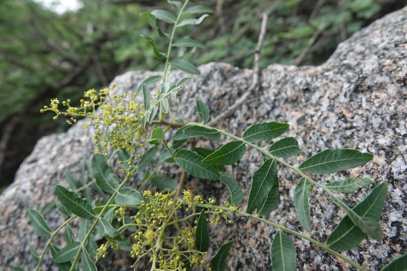 Schinus areira, Fortunato 13200--Argentina. Hwy 150 S of San Augustin. 9 Feb 2018. DSC09845 (56).JPG