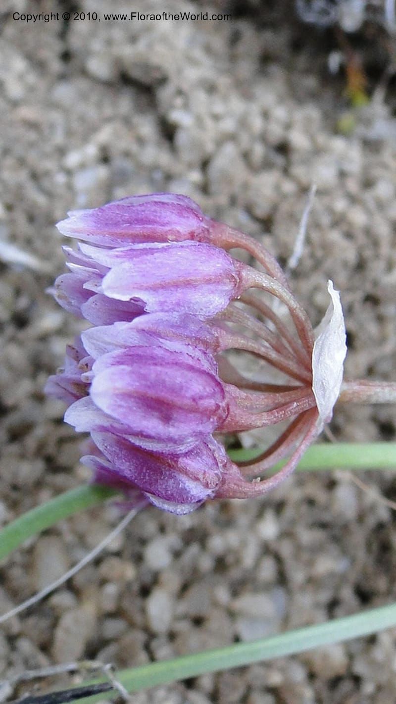Allium aasiae, not coll.--Idaho. Ada Co. artwright Rd. 22 April 2010. 145 (7).jpg