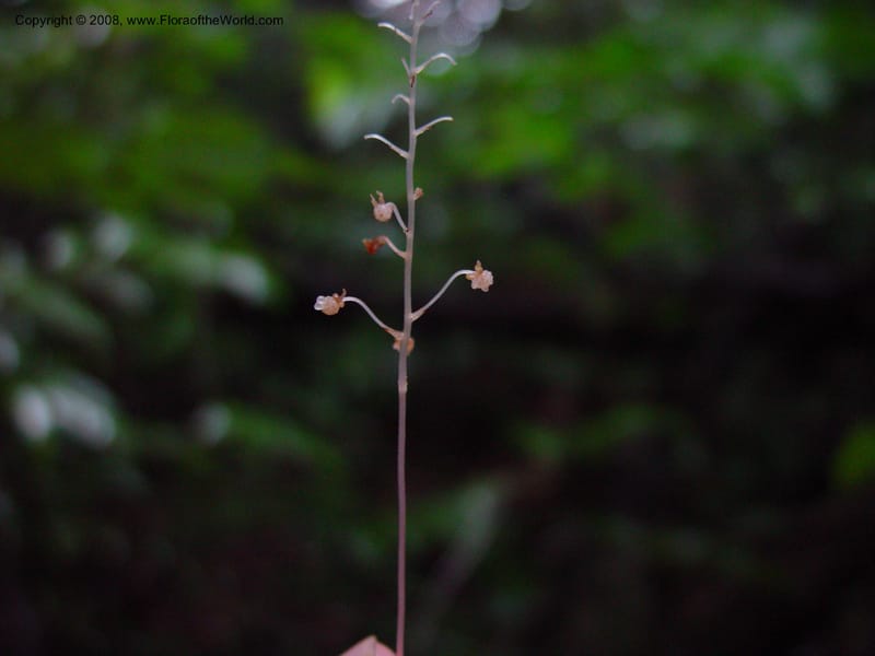 Sciaphila albescens, JSmith4184--Fr. Guiana. Kaw Mts. 'Caves Trail'. 20 Mch 02. 005.jpg