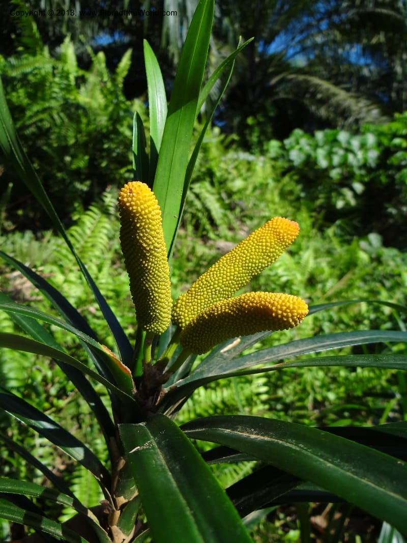 Freycinetia robinsonii var. meijeri, Callmander 1031--Malaysia. Sabah. Tahan Niaga Plantation. 8 Apr 2012. DSC07609 (48).JPG