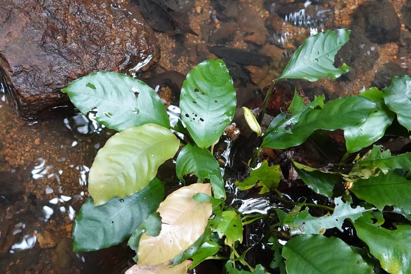 Anubias, C. Davidson 13942--Gabon. Maurel & Prom Oil Rd. 2 Nov. 2018. DSC01376 (90).JPG
