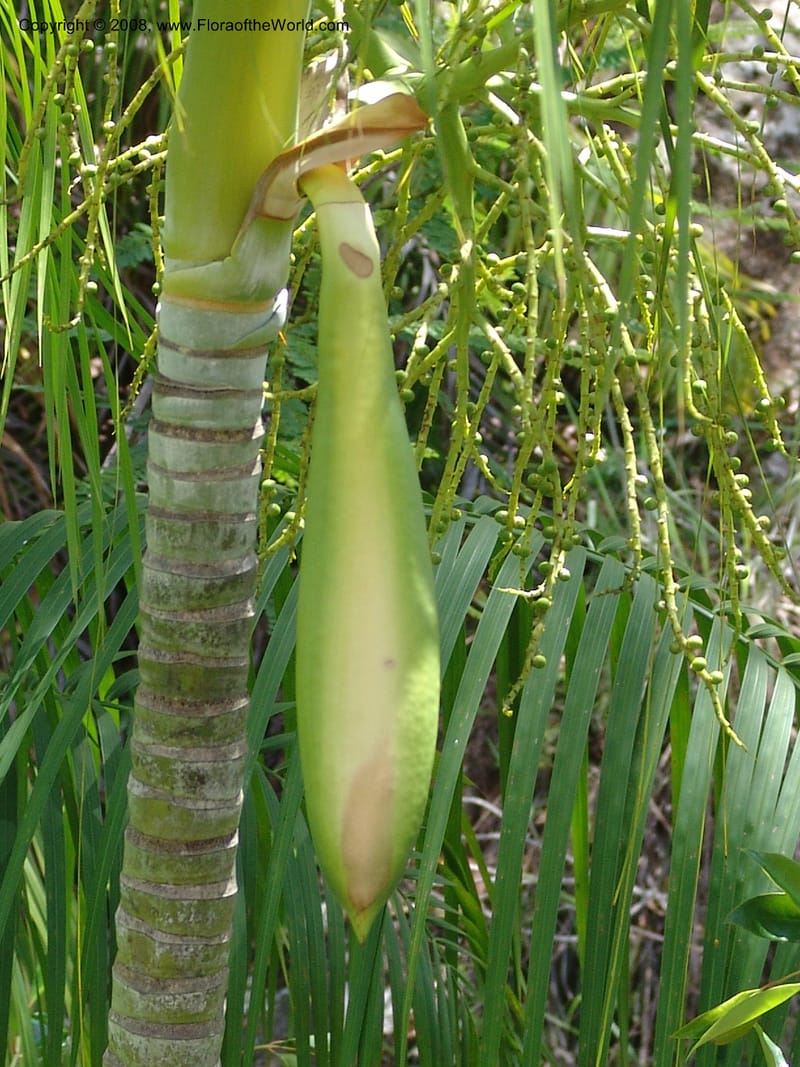 Dypsis, not coll.--Madag. Prov. Fianar. Parc Nat. Isalo. 12 Jan 06. 273.jpg