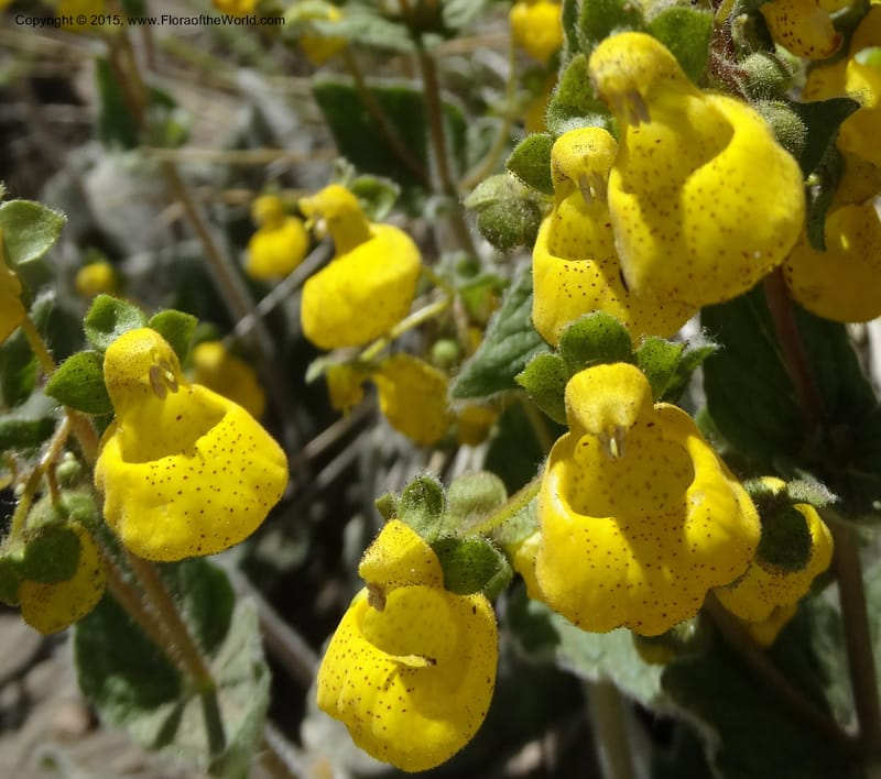 Calceolaria corymbosa, Davidson, C 12792--Chile. Ruta 115, to Laguna del Maule. 24 Nov 2014. DSC07486 (421).JPG