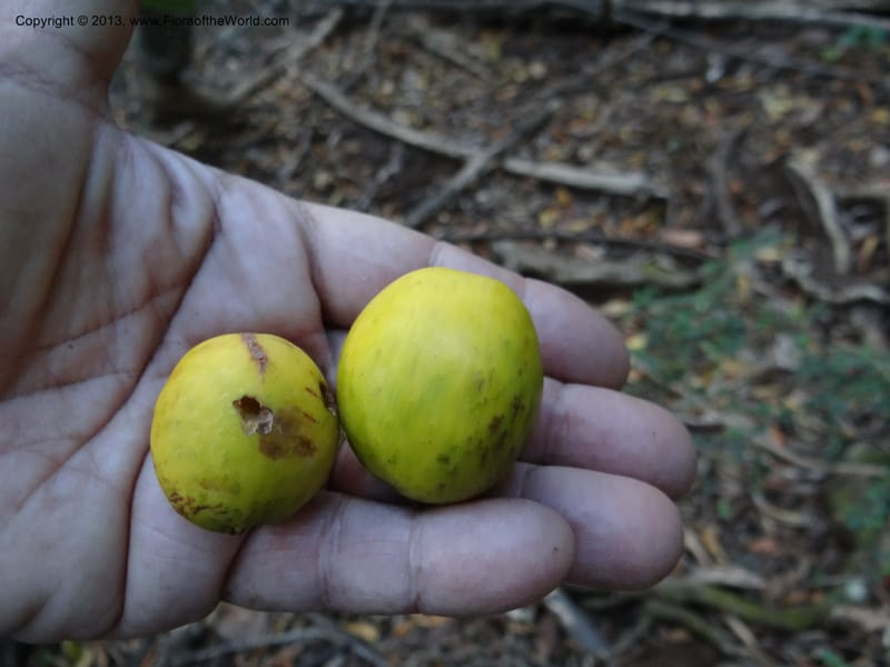 Gomortega keule, WDS 34081--Chile. Reserva Nac. Los Queules. 15 Feb 2013. DSC01158 (167).JPG