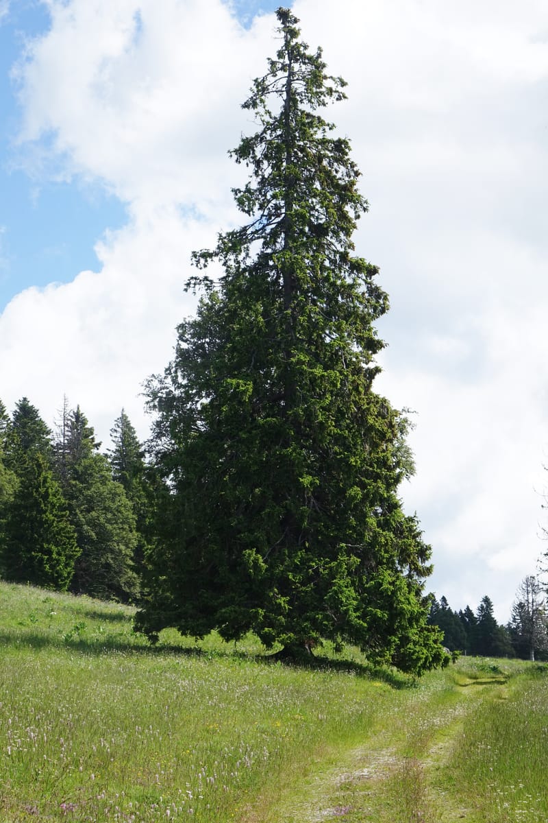Picea abies, Not coll.--Switzerland. Col de Marchairuz. Simeon. 29 Jun 2016. DSC06067 (74).JPG