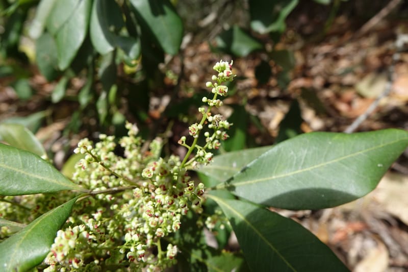 Guioa semiglauca, Davidson, C 13334--Australia. Qld. Austinville Rd. 17 Oct 2016. DSC02705 (27).JPG