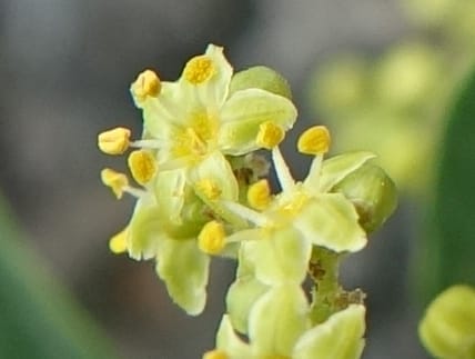 Schinus areira, Fortunato 13200--Argentina. Hwy 150 S of San Augustin. 9 Feb 2018. DSC09845 (54).JPG