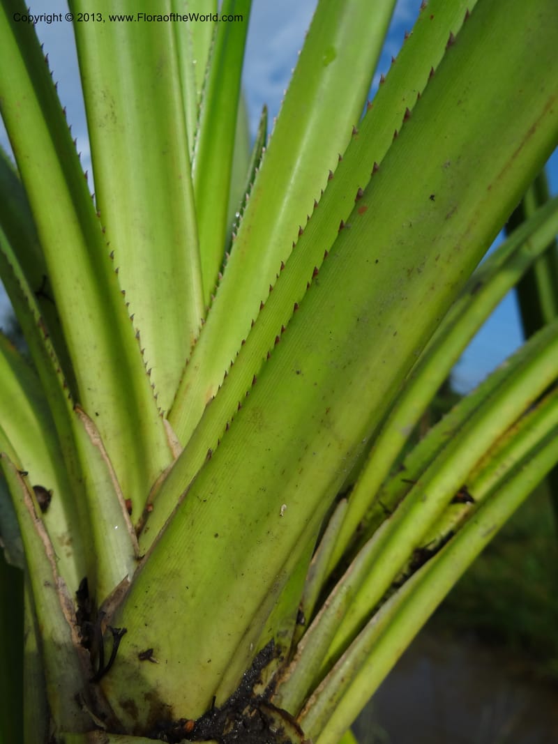 Pandanus helicopus, Callmander 1023--Sabah. Klias Forest Reserve. 3 Apr 2012. DSC06489 (215).JPG