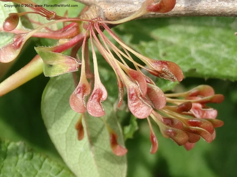 Euptelea pleiosperma, Boufford, D 43587--China. Sichuan. Tudiling Tunnel. 6 May 2014. DSC03860 (225).JPG
