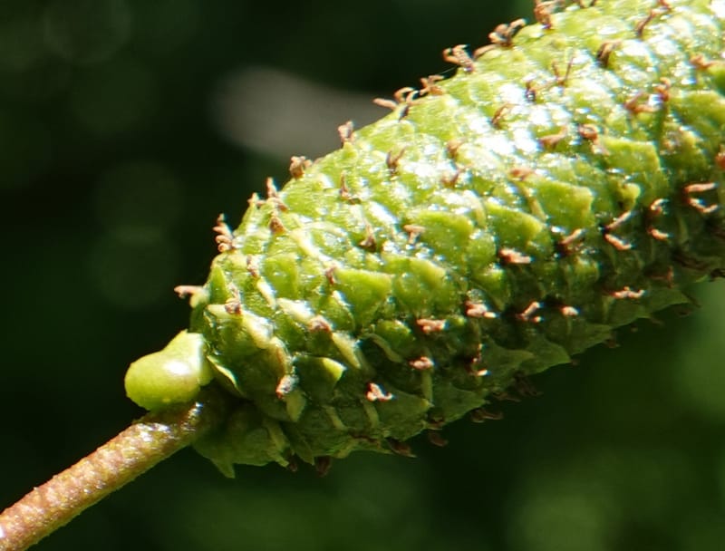 Alnus viridis subsp. fruticosa, C. Davidson 13827--ID. Shoshone Co. Hobo Cedar Grove. 9 Jul 2018. DSC06256 (183).JPG