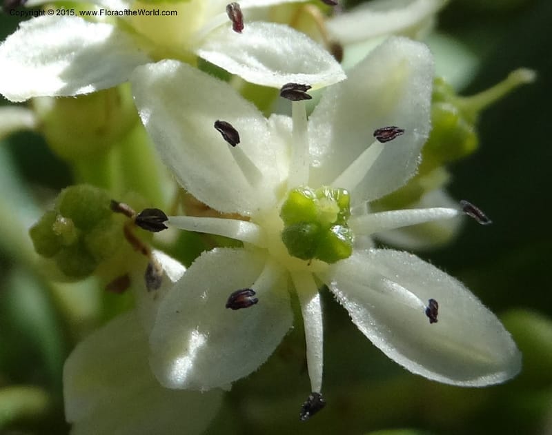 Pitavia punctata, Davidson, C 12801--Chile. L-30-M to Constitution. Jct to Empedrado. 25 Nov 2014. DSC07670 (49).JPG