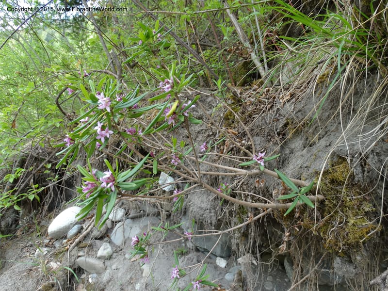 Daphne, Boufford, D 43616--China. Sichuan. ShaShiDuo. 8 May 2014. DSC04232 (51).JPG