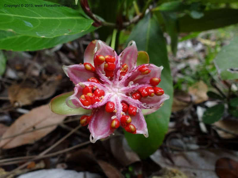 Dillenia, SAN.153248--Malaysia, Sabah. Tawai For. Res. 9 Apr 2012. DSC07890 (209).JPG