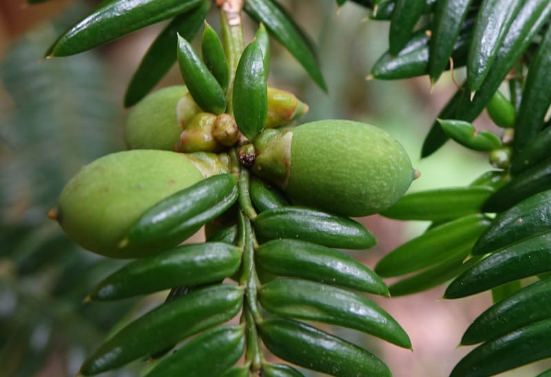 Torreya nucifera--Japan. Niigata. Trail along Sekikawa River. 29 May 2016. DSC05504 (118).JPG