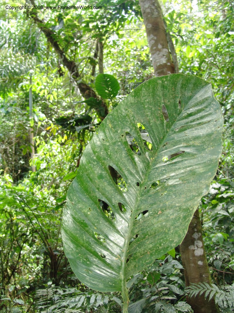 Monstera, RVasquez32988--Peru. Pillcopata. Qbda Pini Pini. 29 Oct 07. 520.jpg