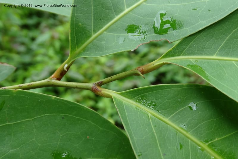 Lepisanthes fruticosa, Buerki, S 361--Sabah. Ulu Senagang. 9 Oct 2014. DSC03434 (57).JPG