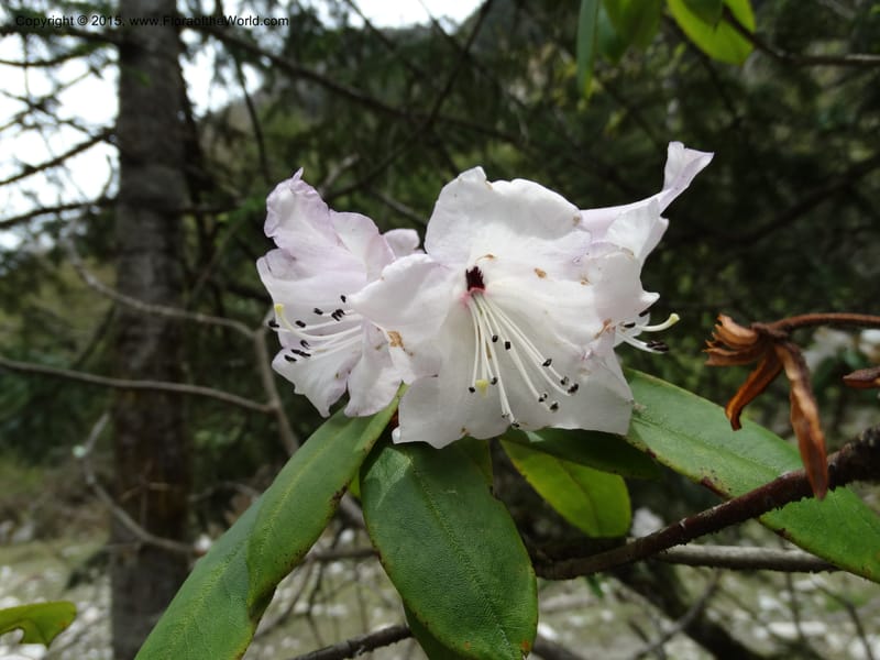 Rhododendron, Boufford, D 43643--China. Sichuan. XiaYingShan to XiangZhai. 10 May 2014. DSC05109 (161).JPG
