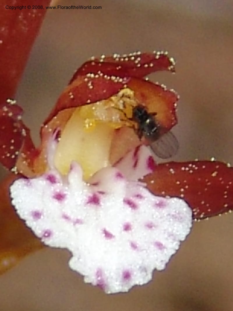 Corallorhiza maculata--CA. Mariposa Co. Yosemite Nat. Pk. Glacier Pt Rd.  27 Jun 06. 056.jpg