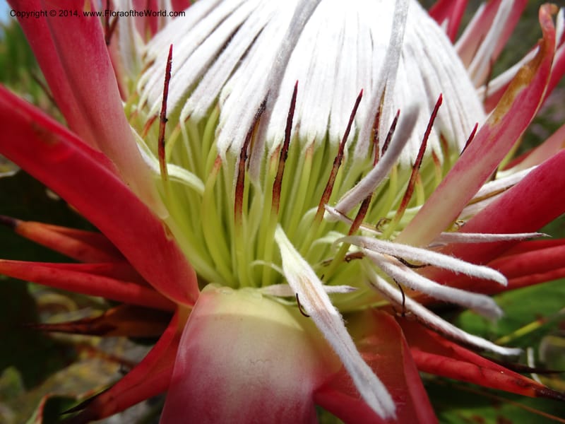 Protea cynaroides, Davidson, C 12315--South Africa. Western Cape. E. side, Fernkloof. 24 Jan 2014. DSC01799 (129).JPG