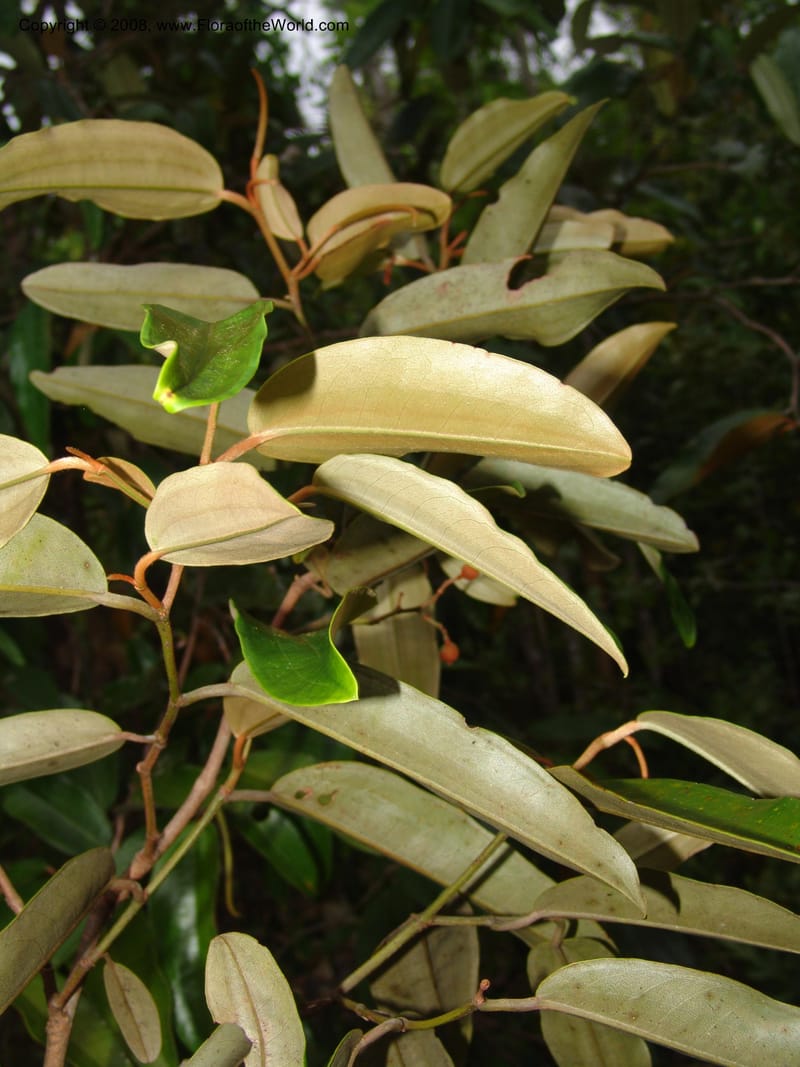 Sarcolaena, not coll.  --Madag. Prov. Toliara. Mandena Centr. Res. Ecol. 18 Jan 06. 262.jpg