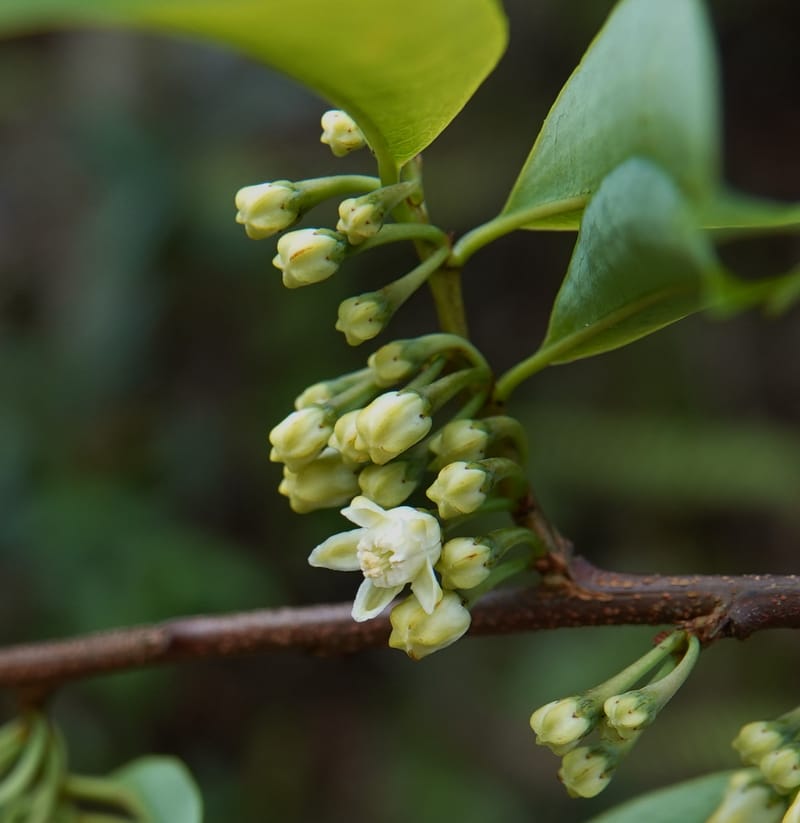 Erythroxylum sinense, D. Boufford 44093--China. Yunnan. Xia Jin Chang village. 29 Apr 2018. DSC00078 (19).JPG