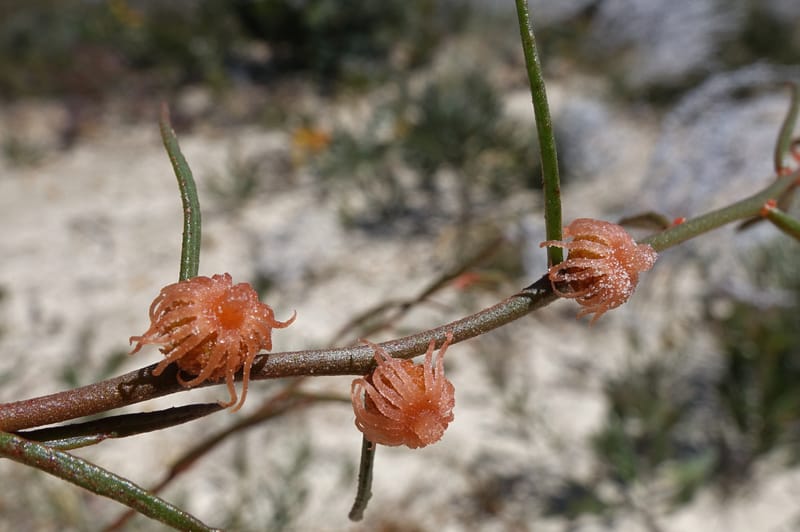 Tersonia cyathiflora, Davidson, C 13428--, Australia. W.A. Green Head-Coorow Rd. Stop 2. 24 Oct 2016. DSC04873 (81).JPG