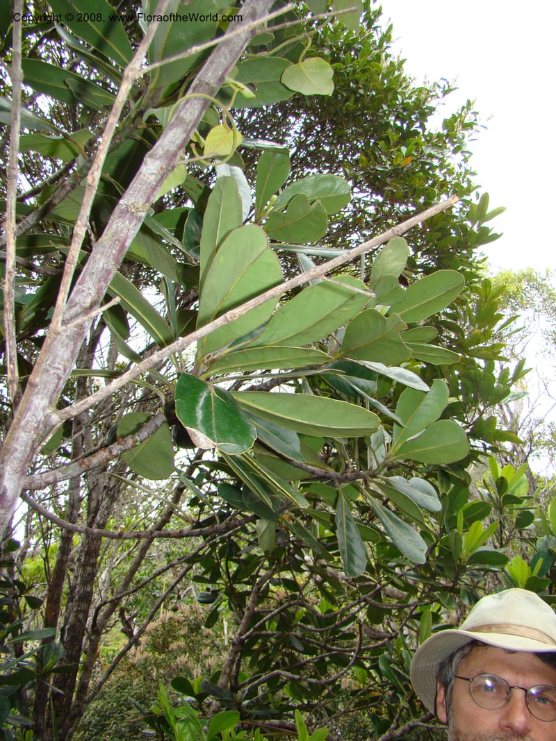 Strasburgeria robusta, JMunzinger4877--New Caledonia. Monts Dzumac. 20 Nov 07. 105.jpg