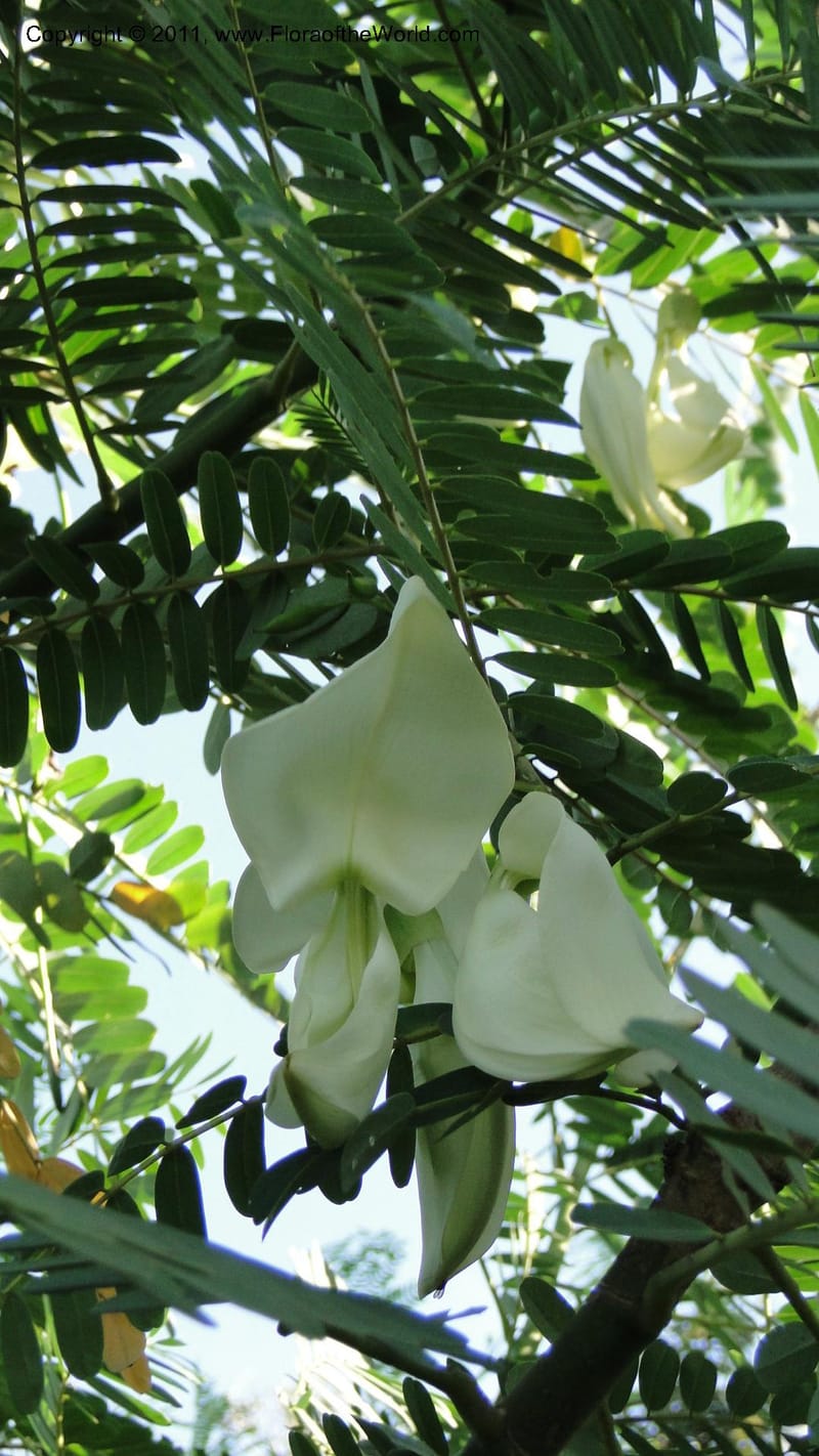 Sesbania grandiflora, Gereau--Tanzania. Univ. of Dar es Salaam. 9  May 2010 367 (8).jpg