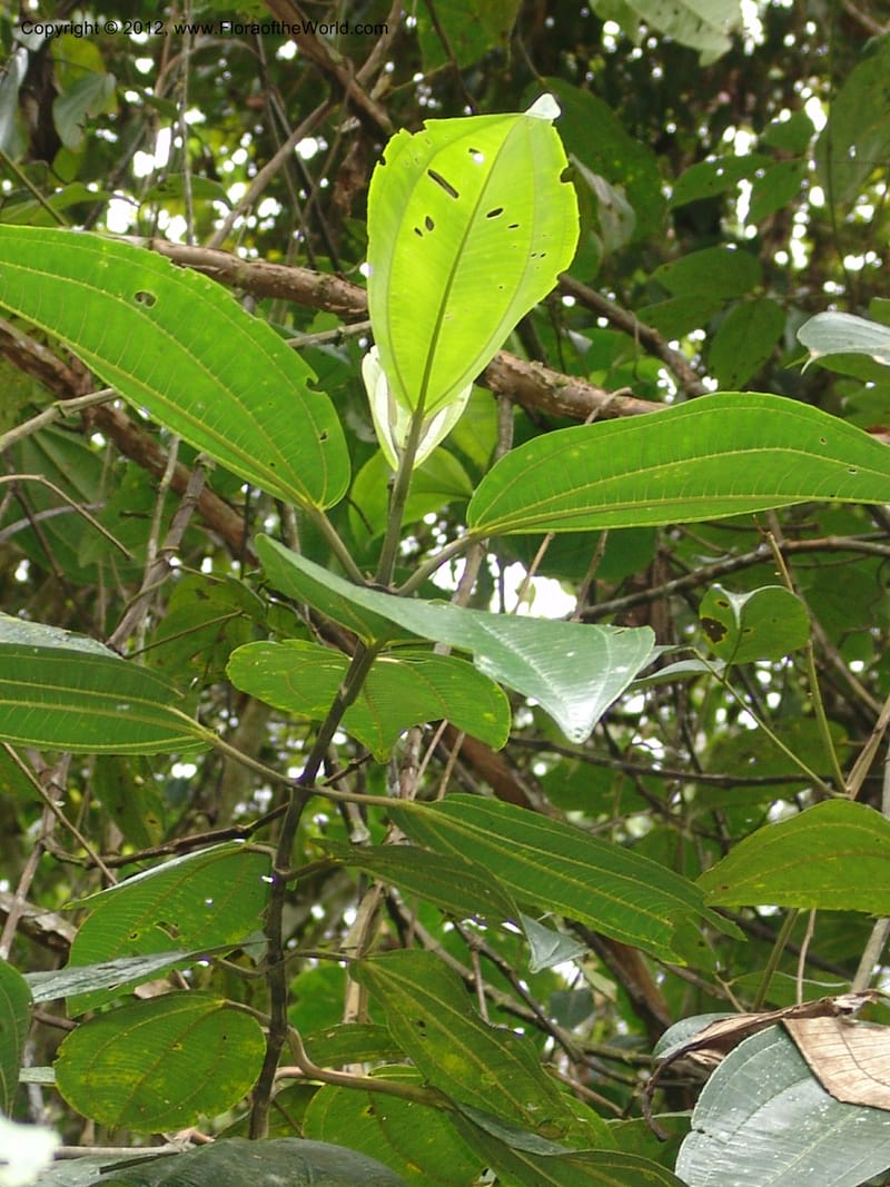 Blakea subconnata, Croat 96288B--Ecuador. Prov. Pichincha. La Union-Chiriboga-Quito. 22 Mar 06. 189 (4).jpg