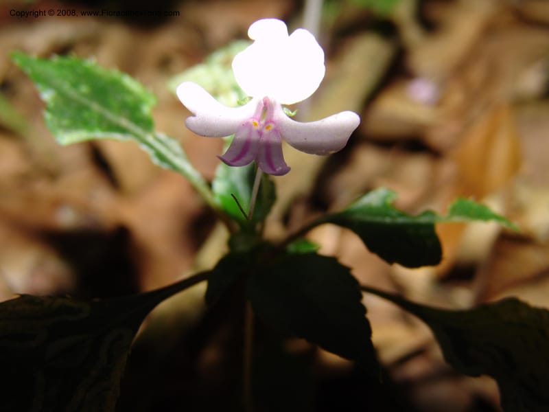 Impatiens sodenii--Kenya. Limuru. Forest fragment near Brackenhurst Ctr. 11 Jul 04. 043.jpg