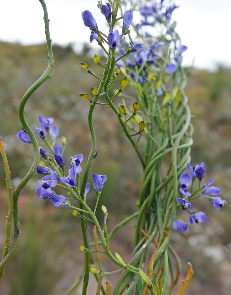 Comesperma volubile, Gray, B 9749--Australia. W. A. S of Sterling Range Rd. on Red Gum Pass Rd. 30 Oct 2016. DSC06952 (24).JPG