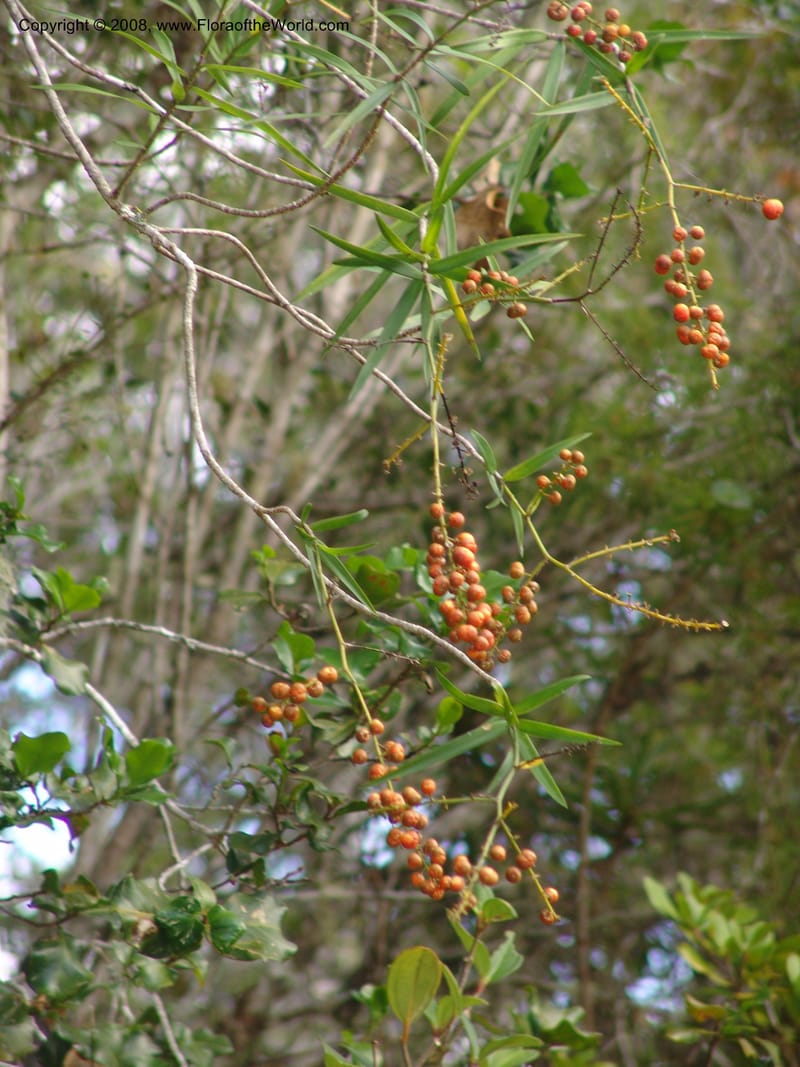 Dracaena, ZRogers1208--Madag. Anjozorobe, Aire Protegee, E Antsahabe. 17 Nov 06. 231.jpg