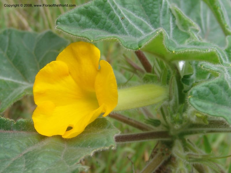 Uncarina roecosiliana--So. Africa. Mpumalanga. Karino, Whyte Thorne Garden. 19 Mch 05. 170.jpg